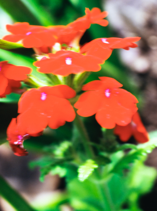 minerva_deak_f_c3_s3_82-001