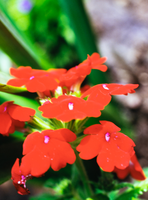 minerva_deak_f_c3_s3_82-002