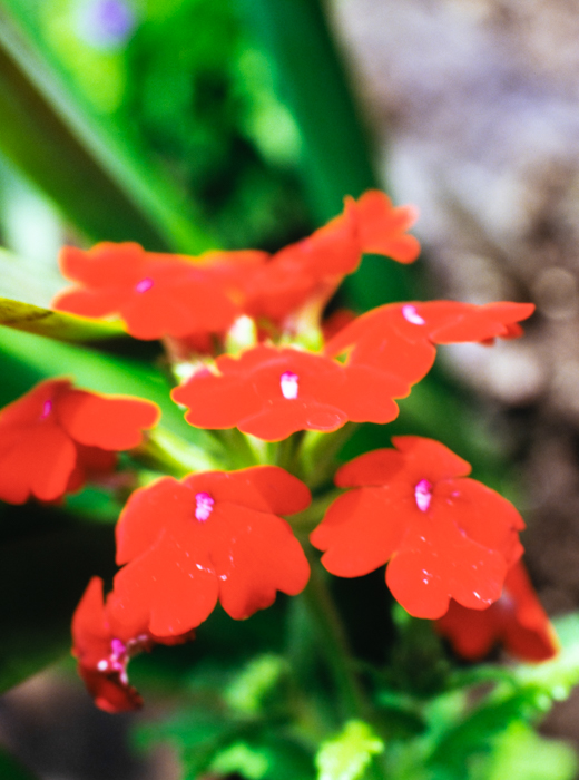 minerva_deak_f_c3_s3_82-003