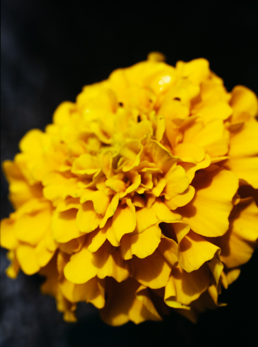 minerva_deak_f_c3_s3_82-004