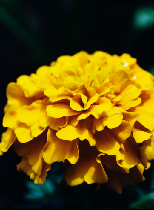 minerva_deak_f_c3_s3_82-005