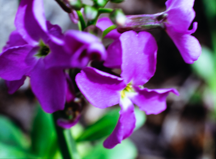 minerva_deak_f_c3_s3_82-006