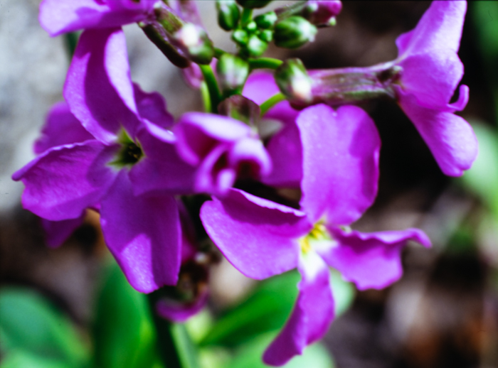 minerva_deak_f_c3_s3_82-007