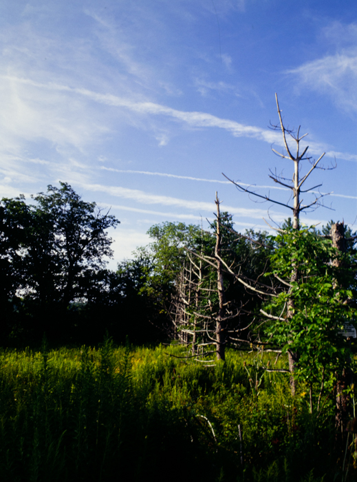 minerva_deak_f_c3_s3_88_1993_fillmore-011