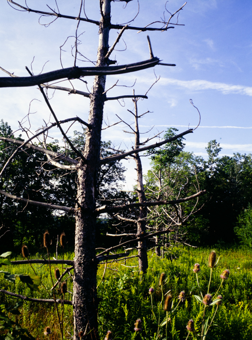 minerva_deak_f_c3_s3_88_1993_fillmore-013