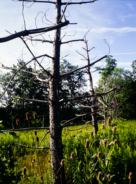 minerva_deak_f_c3_s3_88_1993_fillmore-014