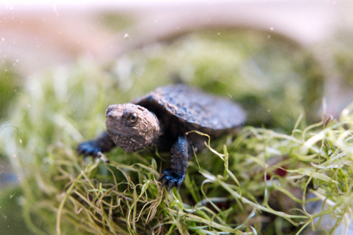 minerva_deak_f_c4_s1_111_1979_iul_samu_gyermekek_035