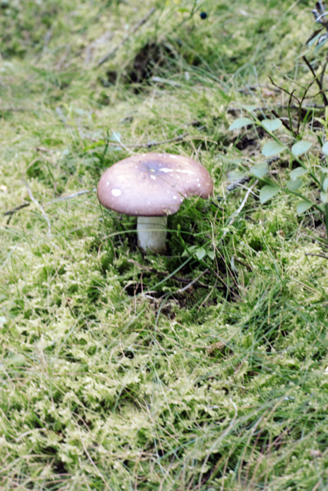 minerva_deak_f_c4_s1_120_1980_aug_cluj_019