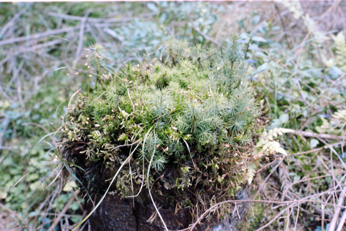 minerva_deak_f_c4_s1_121_025