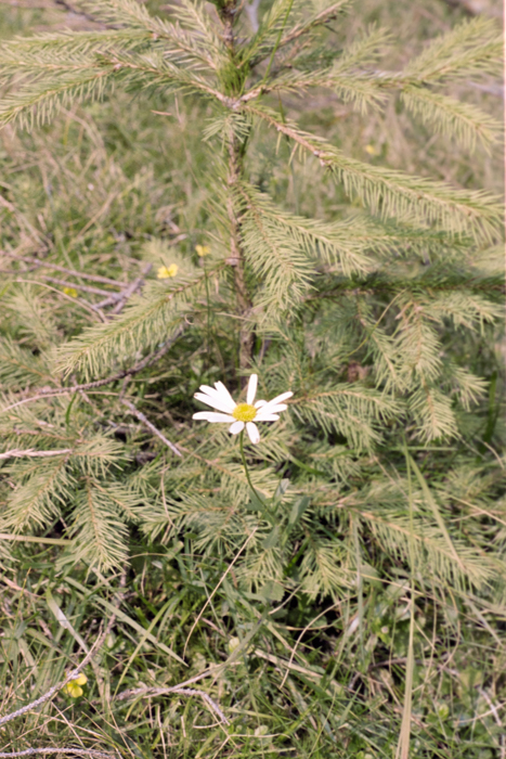 minerva_deak_f_c4_s1_121_026