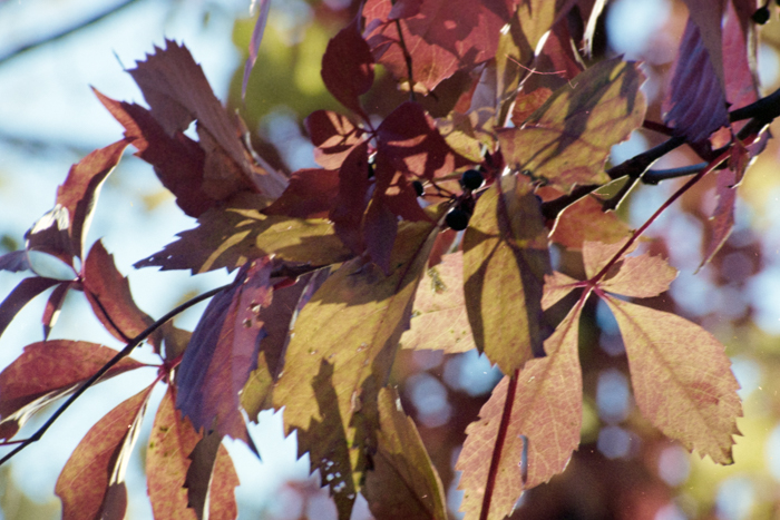 minerva_deak_f_c4_s1_125_1980_szept_001