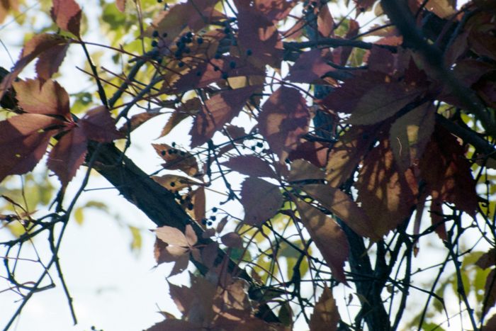 minerva_deak_f_c4_s1_125_1980_szept_002