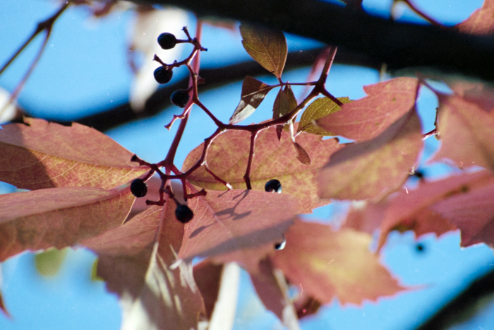 minerva_deak_f_c4_s1_125_1980_szept_006