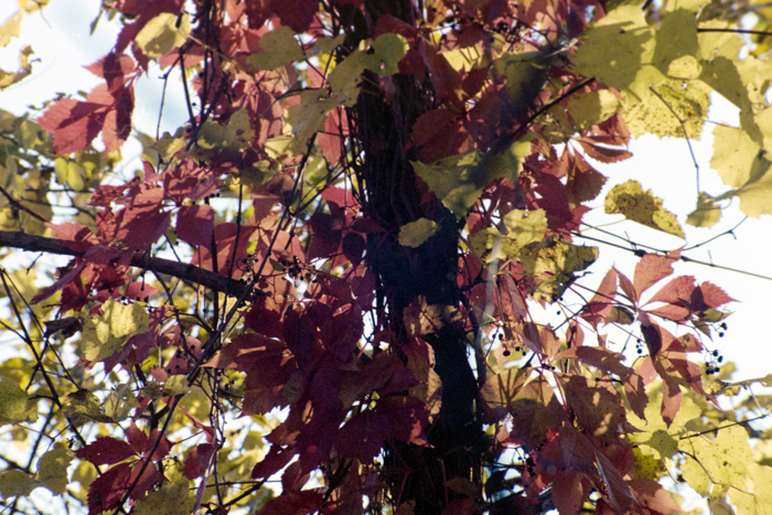 minerva_deak_f_c4_s1_125_1980_szept_018