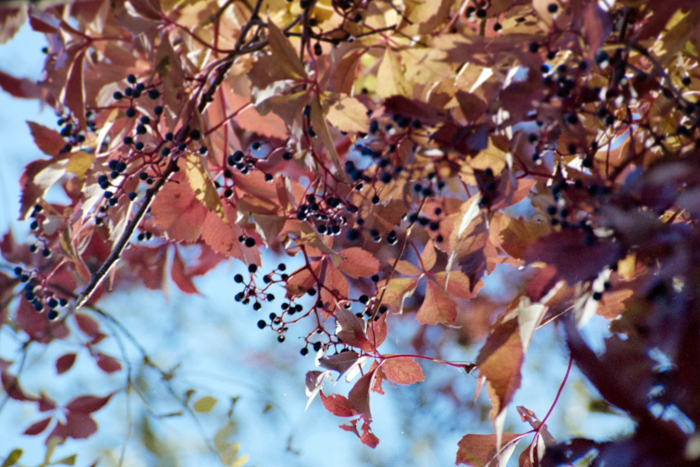 minerva_deak_f_c4_s1_125_1980_szept_019