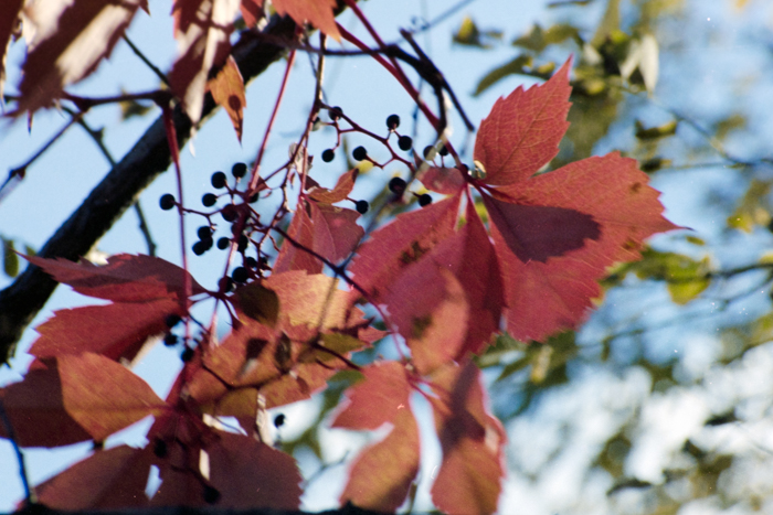 minerva_deak_f_c4_s1_125_1980_szept_021