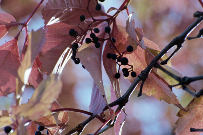 minerva_deak_f_c4_s1_125_1980_szept_022