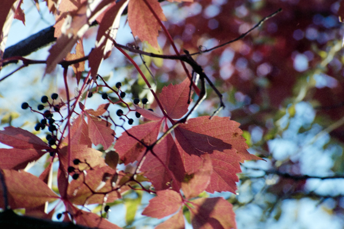 minerva_deak_f_c4_s1_125_1980_szept_026