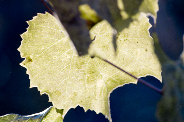 minerva_deak_f_c4_s1_125_1980_szept_031