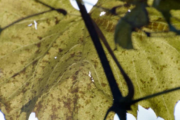 minerva_deak_f_c4_s1_125_1980_szept_032