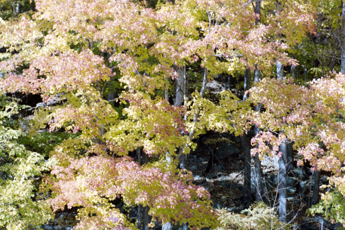 minerva_deak_f_c4_s2_126_boston_011