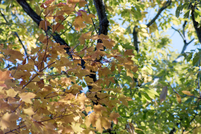 minerva_deak_f_c4_s2_126_boston_019