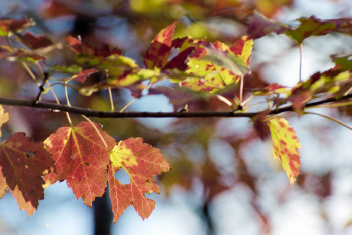 minerva_deak_f_c4_s2_130_1980_dec_samuék_035