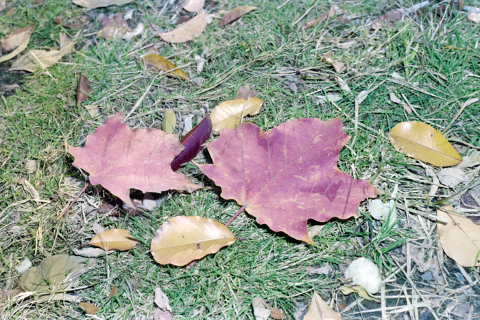 minerva_deak_f_c4_s2_144_1981_manhattan_032