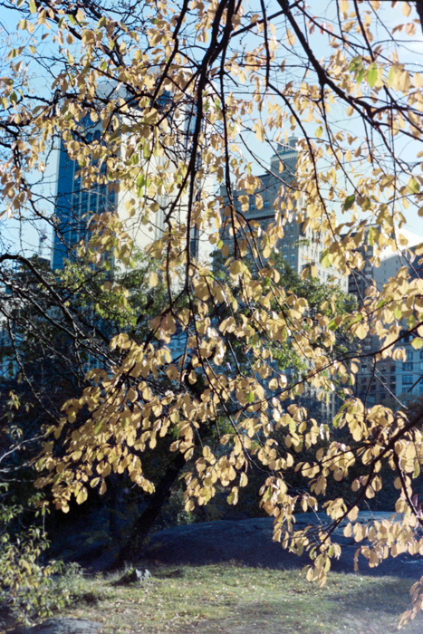 minerva_deak_f_c4_s2_144_1981_manhattan_033