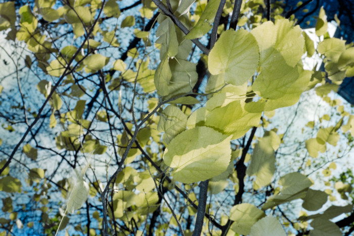 minerva_deak_f_c4_s2_144_1981_manhattan_036