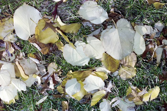 minerva_deak_f_c4_s2_144_1981_manhattan_037