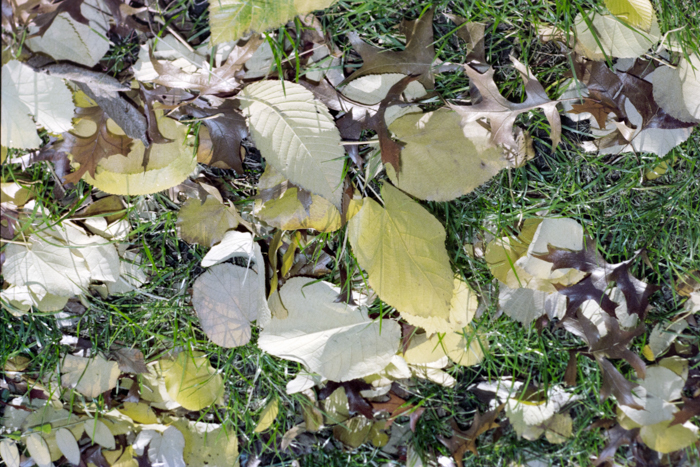 minerva_deak_f_c4_s2_144_1981_manhattan_038