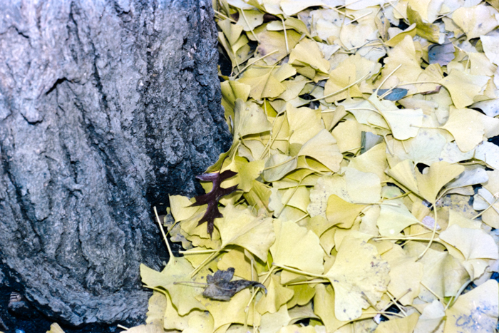 minerva_deak_f_c4_s2_144_1981_manhattan_039