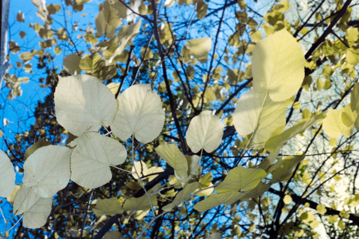 minerva_deak_f_c4_s2_144_1981_manhattan_053