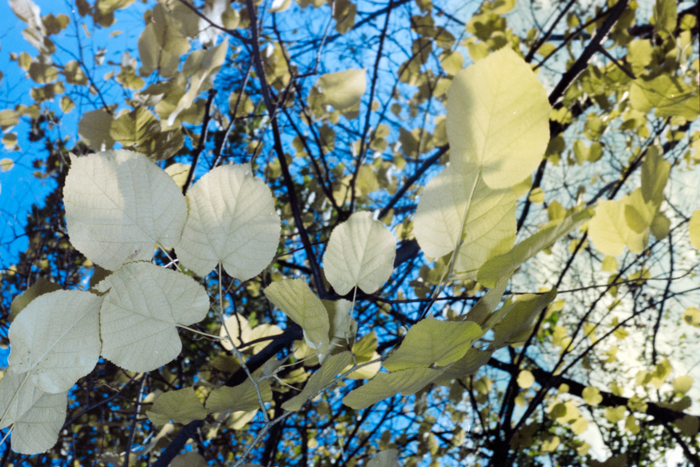 minerva_deak_f_c4_s2_144_1981_manhattan_054