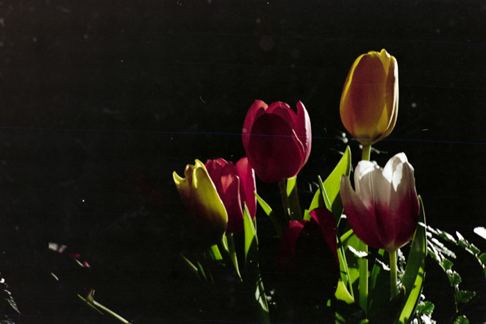 minerva_deak_f_c4_s3_177_dec_teleky_geza_009