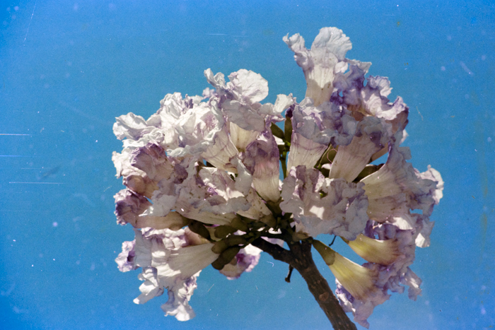 minerva_deak_f_c4_s3_184-2_036