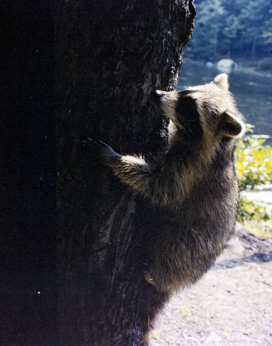 minerva_deak_f_c5_s1_204_lake_racoon-003