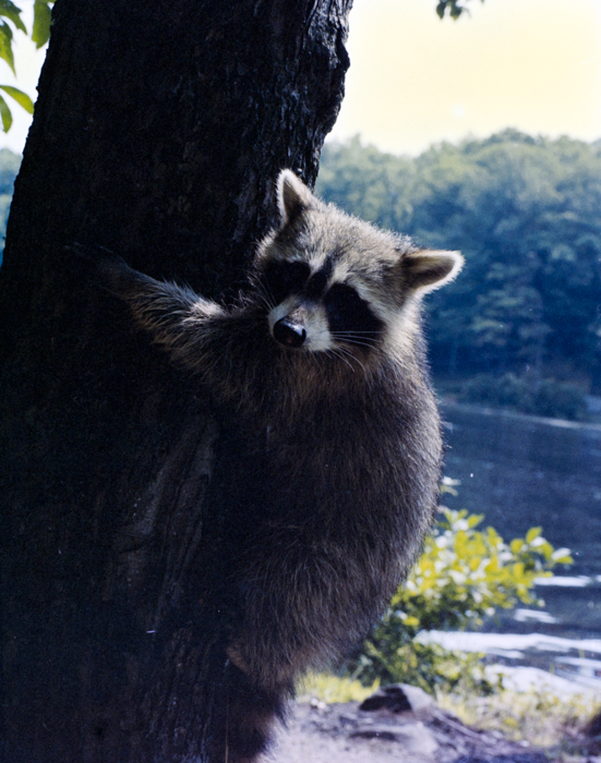 minerva_deak_f_c5_s1_204_lake_racoon-004