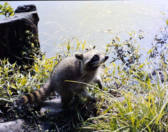minerva_deak_f_c5_s1_204_lake_racoon-006