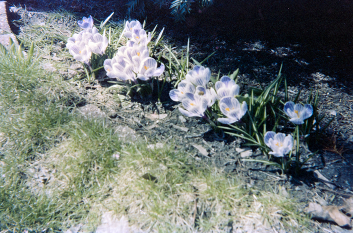 minerva_deak_f_c5_s1_207_viragok_1984_monika-001