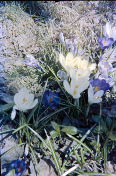 minerva_deak_f_c5_s1_207_viragok_1984_monika-003