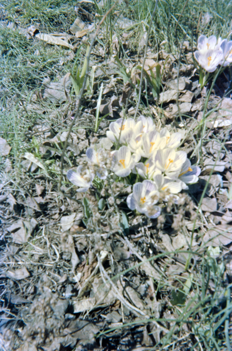 minerva_deak_f_c5_s1_207_viragok_1984_monika-007