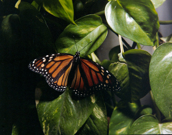 minerva_deak_f_c5_s1_213_kinai_lepke_1984-002