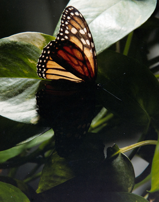 minerva_deak_f_c5_s1_213_kinai_lepke_1984-003