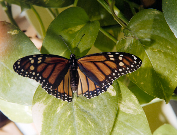 minerva_deak_f_c5_s1_213_kinai_lepke_1984-011