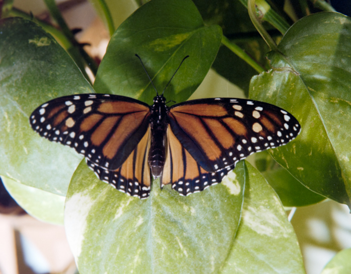 minerva_deak_f_c5_s1_213_kinai_lepke_1984-012