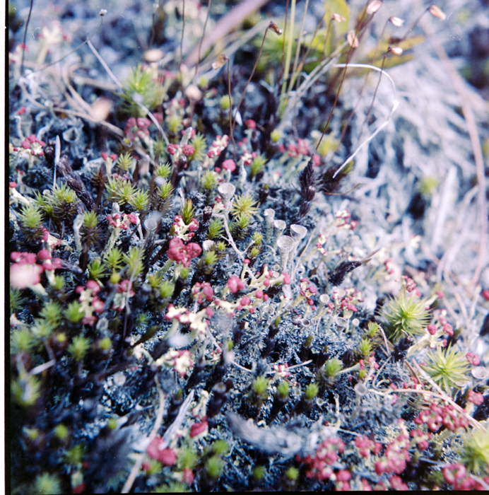 minerva_deak_f_c5_s1_218_nova_scotia_1984_szeptember-002