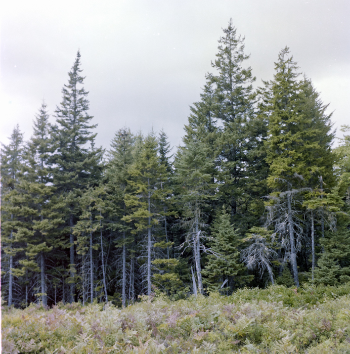 minerva_deak_f_c5_s1_218_nova_scotia_1984_szeptember-007