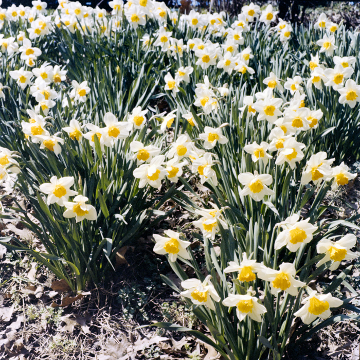 minerva_deak_f_c5_s1_balazs_imre_kiallitas_1984-005